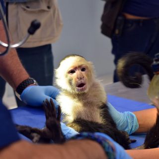 Mono capuchino está bajo de peso, informa Zoológico