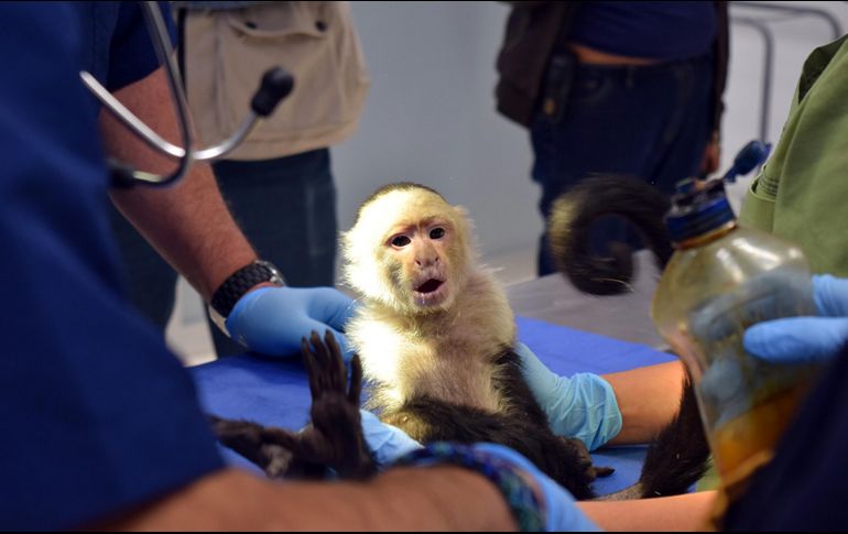 El mono capuchino estuvo expuesto a una dieta de comida chatarra. NTX / Especial