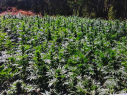 Las autoridades recaban muestras  representativas  y están a disposición  del Ministerio Público. ESPECIAL / ARCHIVO