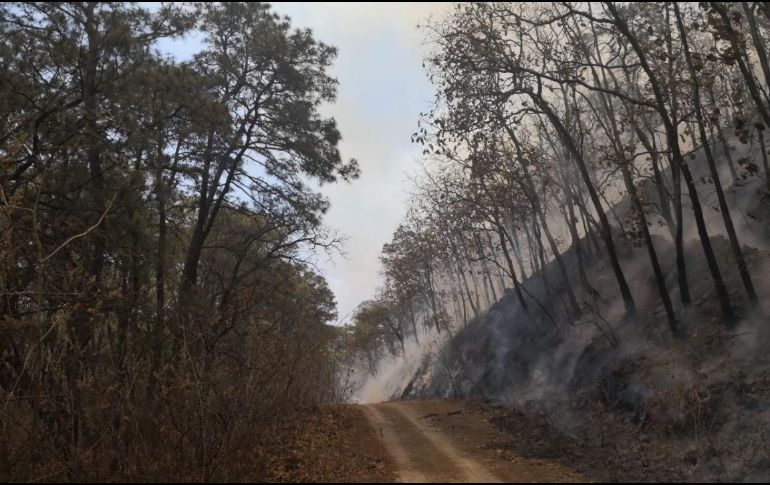 Este jueves quedó controlado el incendio en el bosque La Primavera, luego de casi 40 horas de combate. TWITTER / @CONAFOR