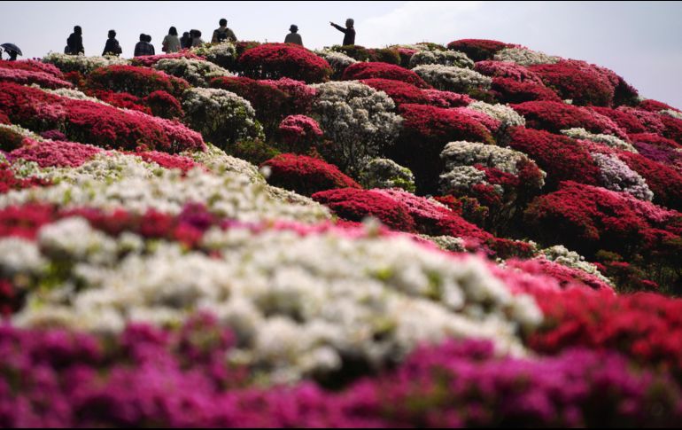 Azáleas florecen en el parque Nagushiyama, en la ciudad japonesa de Sasebo. Unas 100 mil azáleas se observan en el parque durante la temporada primaveral. AP/E. Hoshiko