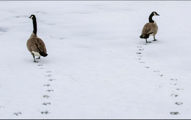 Gansos camina sobre un campo cubierto de nieve en Round Lake Heights, en el estado de Illinois. EFE/T. Maury