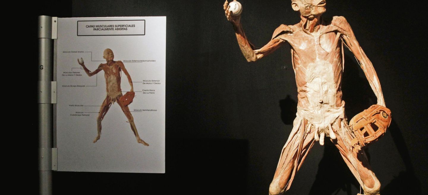 Hora de jugar. Parte de la exposición muestra cómo funcionan nuestros músculos al momento de hacer deporte. EL INFORMADOR/M. Vargas