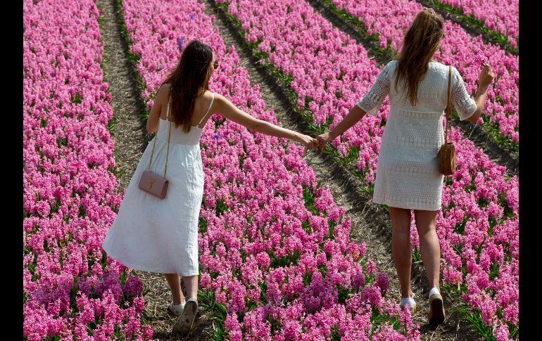 Turistas australianas posan para una foto en un campo de jacintos cerca de Lisse, Holanda. El país acapara el 52% de las exportaciones globales de flores y plantas. AP/P. Dejong