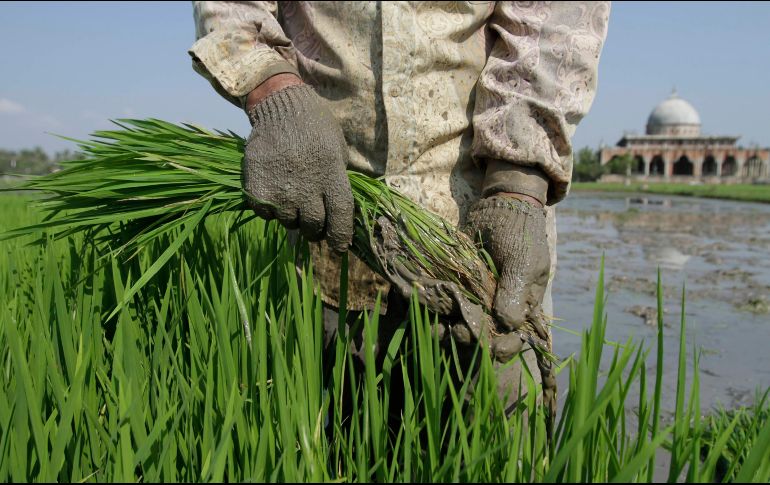 Indonesia se encuentra entre los mayores productores de arroz del mundo. AP/ARCHIVO