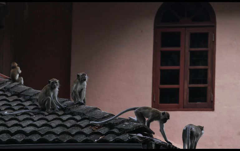 Monos cangrejeros se ven en un tejado en una casa de Kuala Lumpur, Malasia. Una investigación mediante drones detectó un incremento de casos de contagio de malaria causados por estos simios, que no afecta a los humanos. EFE/ F. Ismail