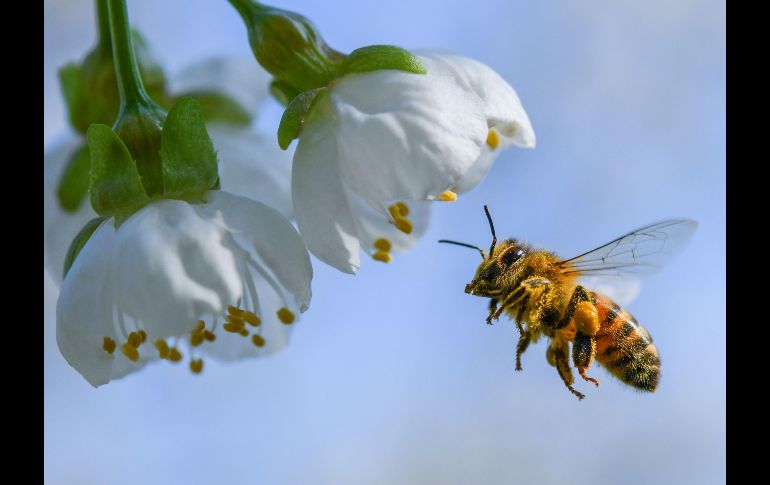 Una abeja recolecta polen de un cerezo en Markendorf, en el este de Alemania. AFP/DPA/P. Pleu