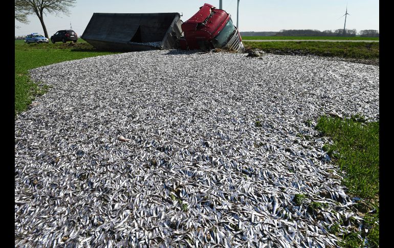 Pescados quedan tirados luego de que un tráiler que los transportaba chocó cerca de Liepen, Alemania. AP/DPA/S. Sauer