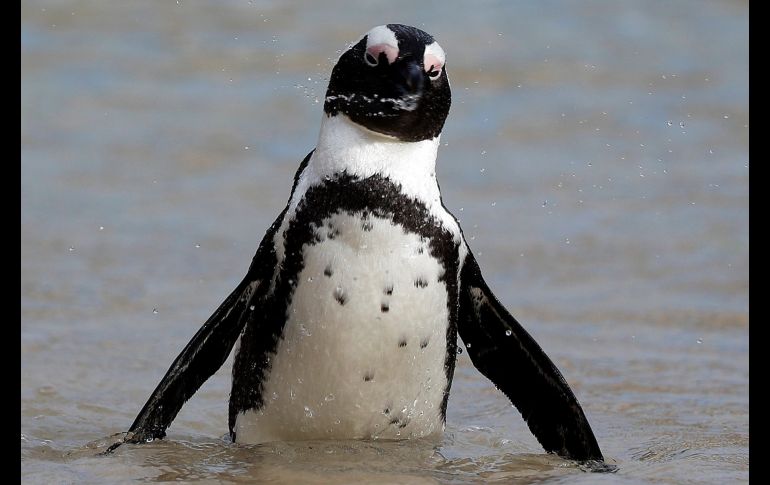 Un pingüino nada en la playa Boulders en Ciudad del Cabo, Sudáfrica. El pingüino africano está en la lista de especies en peligro de extinción. EFE/ N. Bothma