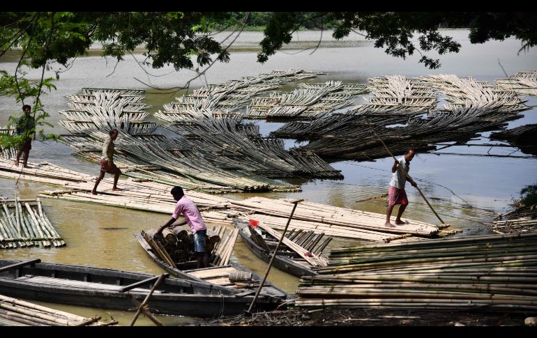 Trabajadores acomodan bambú en el río Howrah, que será vendido para la industria de la construcción, en la población india de Chakmaghat. AFP/B. Boro