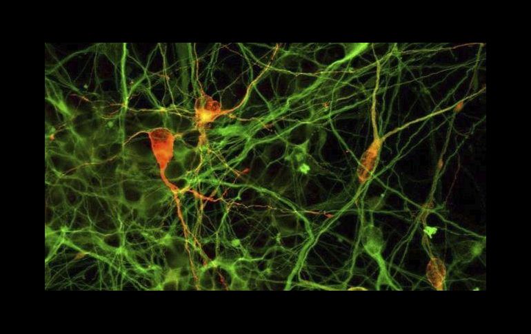 La técnica más novedosa para el estudio de las neuronas es la optognética, que consiste en implantar proteínas sensibles a la luz.  EFE/ ARCHIVO
