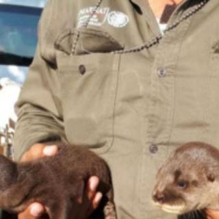 Rescatan dos crías de nutria en Tabasco