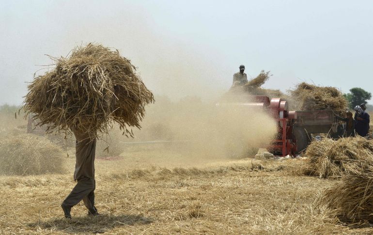 Campesinos usan una máquina para trillar el trigo, durante la cosecha en las afueras de Lahore, Pakistán. AFP/A. Ali