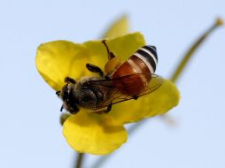 En los últimos años ha habido un alarmante baja en el número de abejas, lo que podría afectar gravemente la producción de cosechas porque son necesarias en la propagación del polen. EFE / ARCHIVO