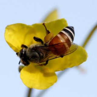 La UE prohíbe totalmente pesticidas que dañan a las abejas
