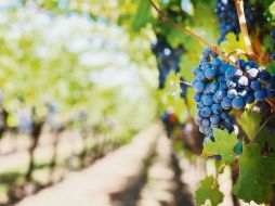 La viña verdadera es él, pero también lo es su Iglesia, cuyos miembros están en comunión con él. ESPECIAL