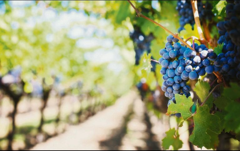 La viña verdadera es él, pero también lo es su Iglesia, cuyos miembros están en comunión con él. ESPECIAL