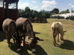 Burros, protagonistas de santuario en México