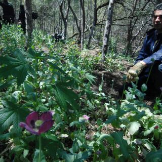 Destruyen más de 155 mil plantas de amapola en Jalisco