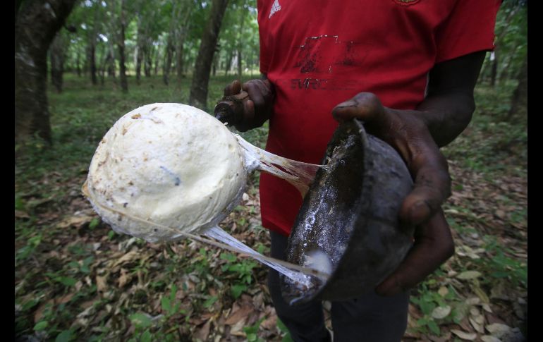 Un golpeador de caucho trabaja en una plantación de Hevea en Nandjibo, Costa de Marfil. El país tiene 570 mil 080 hectáreas de plantaciones de caucho y es líder en África en términos de producción. EFE/L. Koula