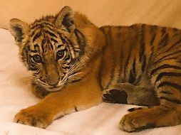 El cachorro fue llevado al zoológico Gladys Porter en Brownsville. NTX / Especial