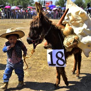 Fotogalería: Burros tienen su fiesta en el Estado de México