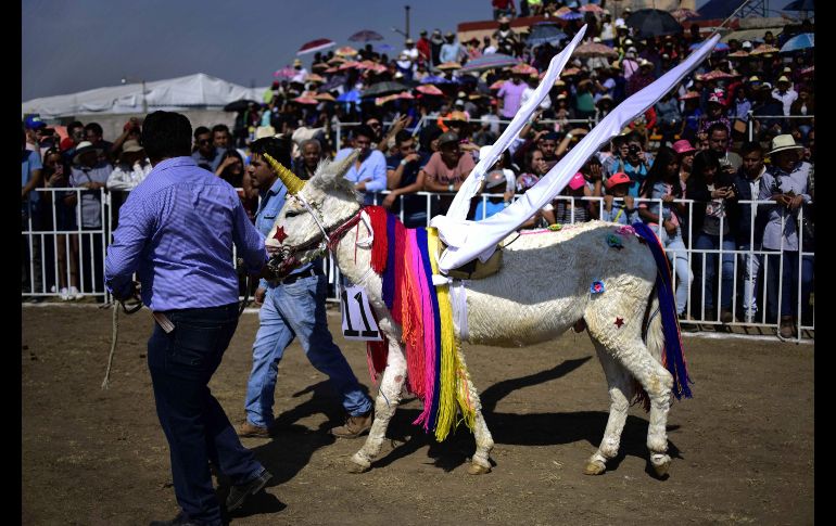 Con alas, para un disfraz de unicornio. AFP/P. Pardo