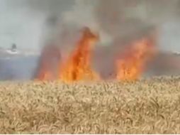 Los artefactos inflamables dañan tierras agrícolas antes de que se recoja la cosecha. TWITTER