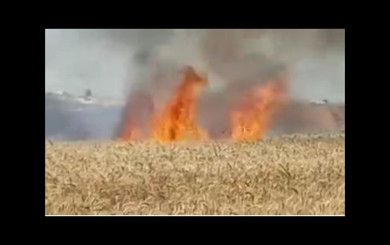 Los artefactos inflamables dañan tierras agrícolas antes de que se recoja la cosecha. TWITTER
