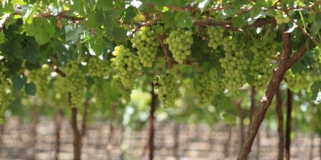 Productores logran la primera cosecha de uva de mesa en Jalisco
