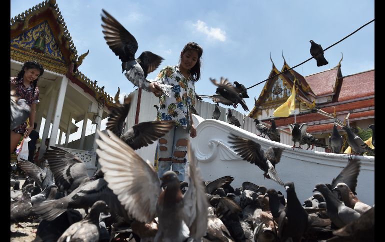 Dos jóvenes alimentan palomas en el templo Wat Rakang de Bangkok, Tailandia. Un jefe distrital paga a habitantes para atrapar a las aves y luego cortarles las alas, en una campaña contra los cientos de miles de palomas. AFP/L. Suwanrumpha