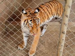 Durante el cateo, no se detuvo a ninguna persona, por lo que todo lo asegurado fue puesto a disposición del Agente del Ministerio Público. ESPECIAL / PGR