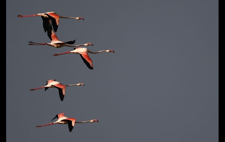 Flamencos vuelan en Cagliari, Italia. AFP/M. Bertorello