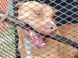 Un usuario en redes sociales señaló que el hombre fue atacado por uno o dos perros de la raza Pitbull. NTX/ ARCHIVO