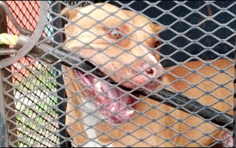 Un usuario en redes sociales señaló que el hombre fue atacado por uno o dos perros de la raza Pitbull. NTX/ ARCHIVO
