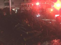 Elementos de Protección Civil Guadalajara atendieron durante la madrugada los reportes de árboles caídos. ESPECIAL / Protección Civil Guadalajara