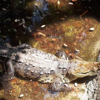 Aseguran 54 ejemplares de vida silvestre en Zoológico de Puerto Vallarta