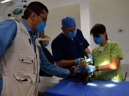 El mono capuchino fue capturado en Paseo de la Reforma hace un mes. NTX / ARCHIVO