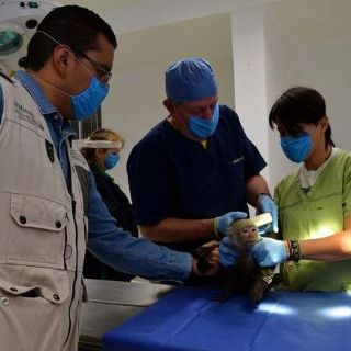 Mono capuchino, sano pero estará en cuarentena tres meses: Sedema