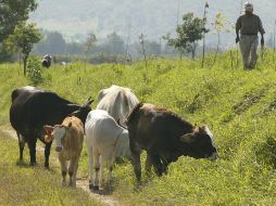 En un video, los ganaderos expresan que, aunque hay muchos retos por delante, saben a dónde quieren ir. EL INFORMADOR / ARCHIVO