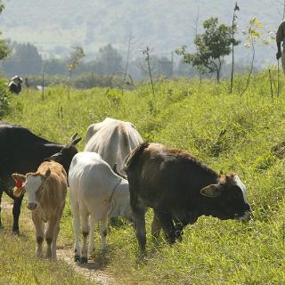 Ganaderos van con el candidato que garantice seguridad al campo