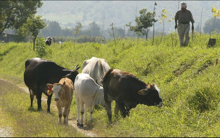 En un video, los ganaderos expresan que, aunque hay muchos retos por delante, saben a dónde quieren ir. EL INFORMADOR / ARCHIVO