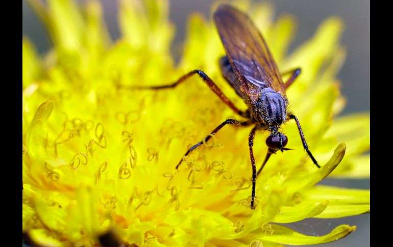 Una mosca se alimenta de un diente de león en un bosque a las afueras de Minsk, Bielorrusia. AP/S. Grits