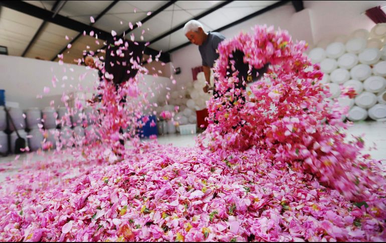 Campesinos secan pétalos de rosas comestibles en Haian, China. AFP