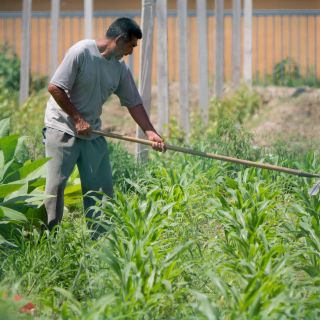 Migrantes mexicanos retornados al país se integran al sector rural