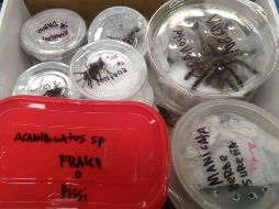  Los inspectores ambientales detectaron que los artrópodos eran trasladados en dos cajas de cartón y dentro de envases de plástico de pequeñas dimensiones. TWITTER/ @PROFEPA_Mx