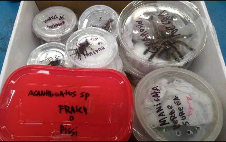  Los inspectores ambientales detectaron que los artrópodos eran trasladados en dos cajas de cartón y dentro de envases de plástico de pequeñas dimensiones. TWITTER/ @PROFEPA_Mx