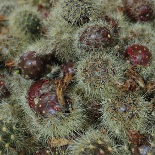 La pitaya, tesoro de los campos de Jalisco