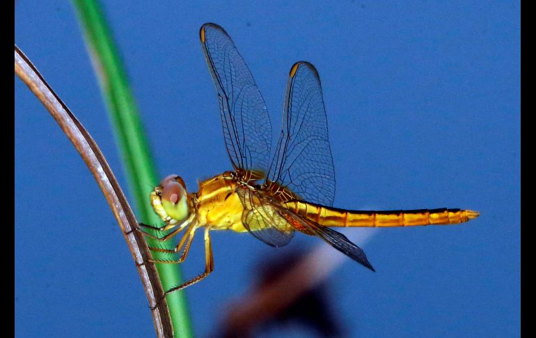 Una libélula asiática descansa en la hierba en el Parque de Estudio de Biodiversidad de Thalawathugoda en Colombo, Sri Lanka. El país es el hábitat de más de 124 tipos de libélula, con 52 de ellas propias de la región. EFE/ M.A. Pushpa Kumara