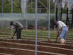 El mundo del trabajo está esencialmente relacionado con el medioambiente. EL INFORMADOR/Archivo